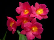 Cattleytonia Why Not 'Roundabout' AM/AOS (Bro. sanguinea x C. aurantiaca)