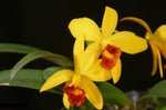 Load image into Gallery viewer, Cattleya Yellow Doll (Cattleya luteola × Cattleya Psyche)