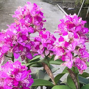 Cattleya Yuan Dung Sweet 'Dragon Fruit'