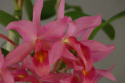 Cattleya x guatemalensis (C. skinneri x C. aurantiaca)