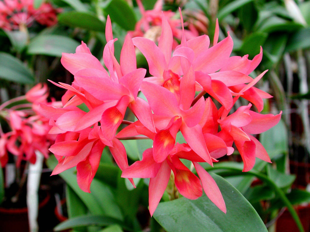 Cattleya Herbert Oesterreich (C. aurantiaca x C. x guatemalensis)