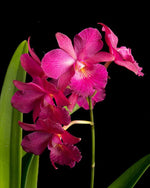 Carica l&#39;immagine nel visualizzatore Galleria, Cattleytonia Jamaica Red
