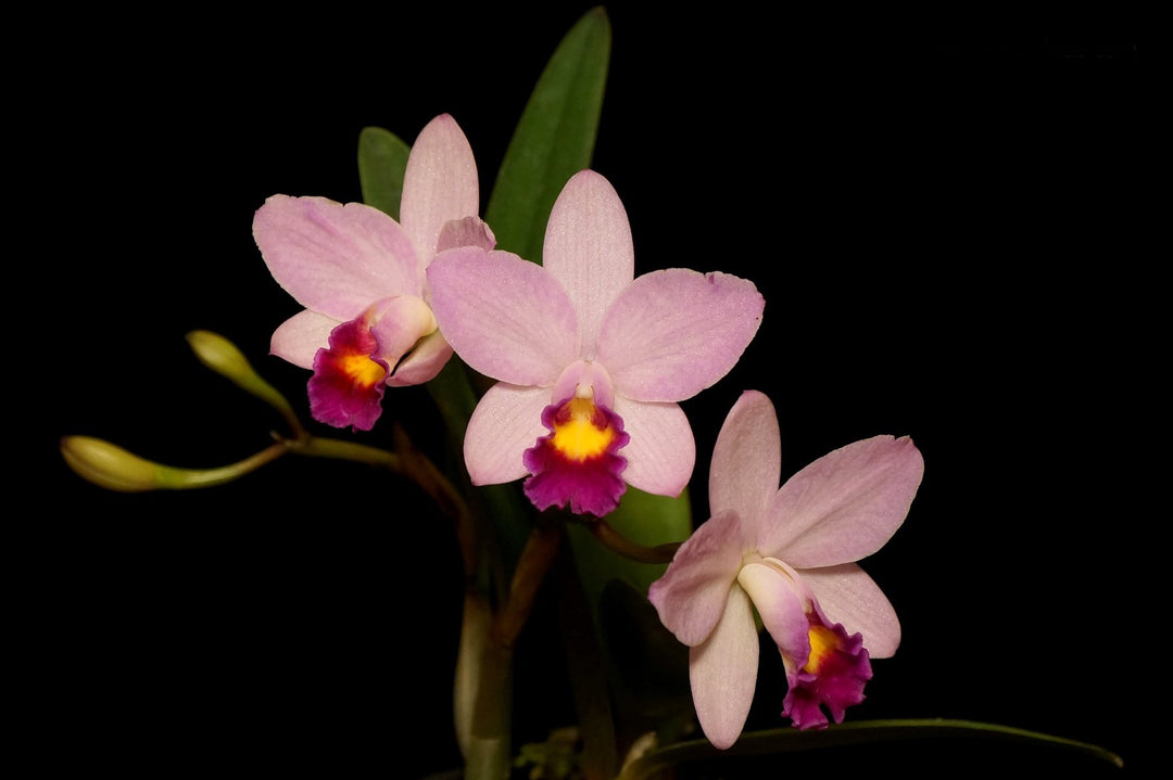 Cattlianthe Japanese Beauty 'Sakura'