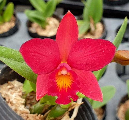 Cattlianthe Little Hazel (Cattlianthe Hazel Boyd × Cattleya Psyche)