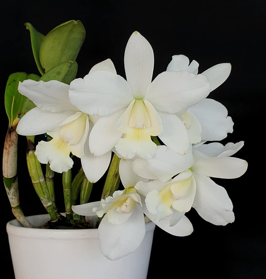 Cattlianthe White Bridal 'Yuki' (C. Angelwalker x Ctt. Candy Tuft)