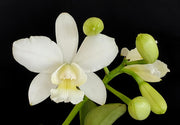 Cattlianthe White Bridal 'Yuki' (C. Angelwalker x Ctt. Candy Tuft)