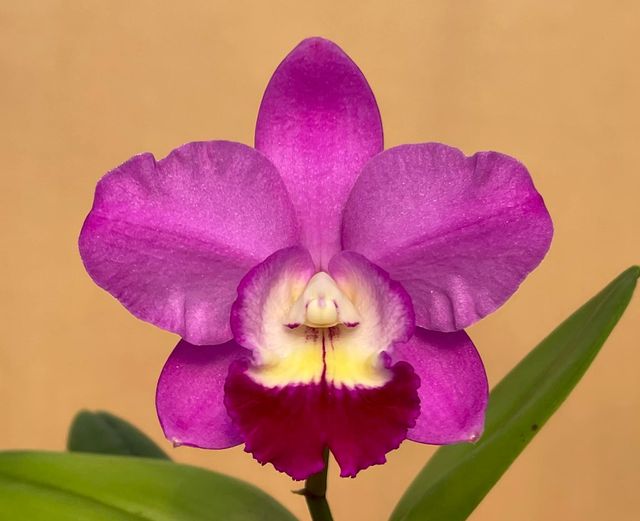 Cattlianthe Wufong Rose 'Yufong'
