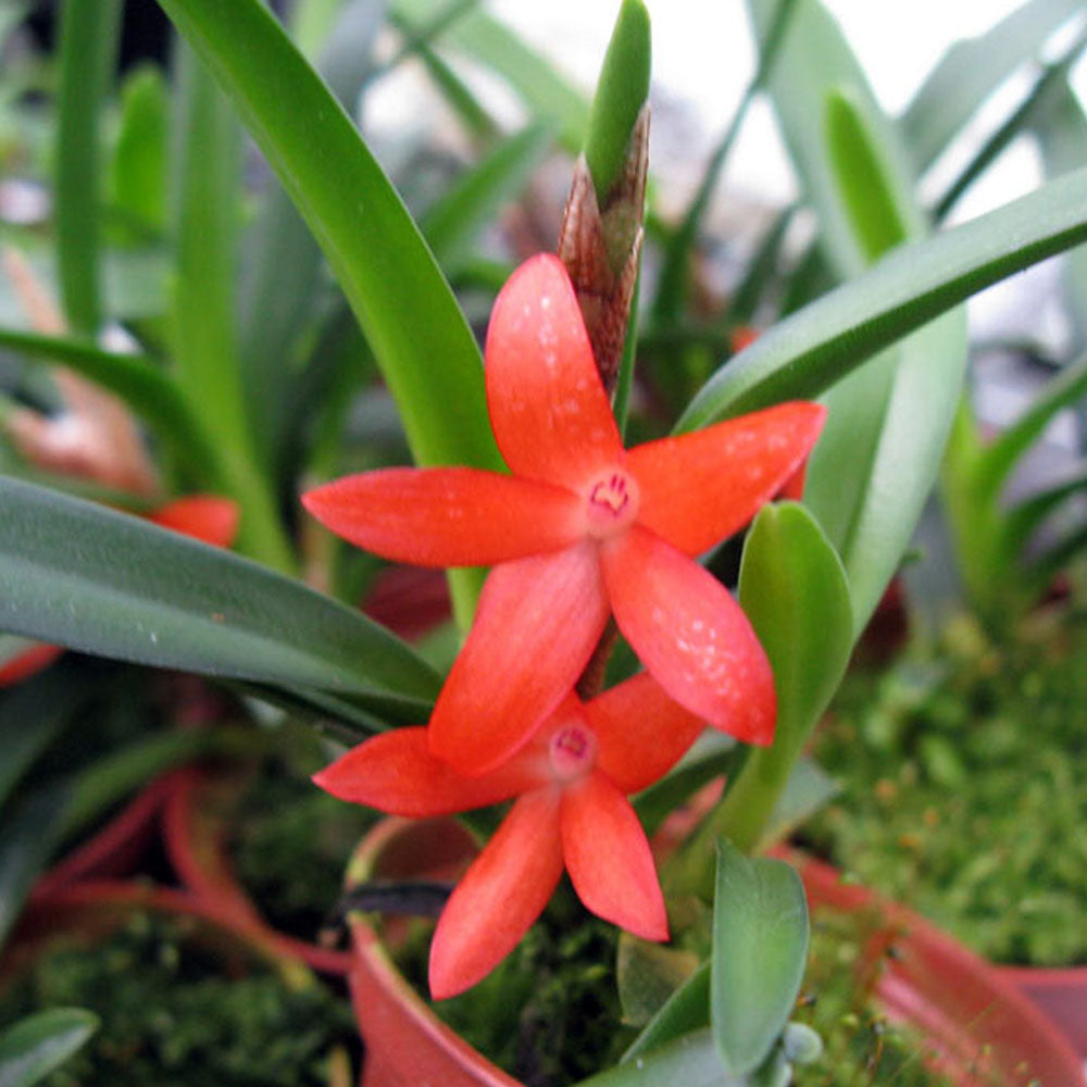 Ceratostylis rubra (retisquama)