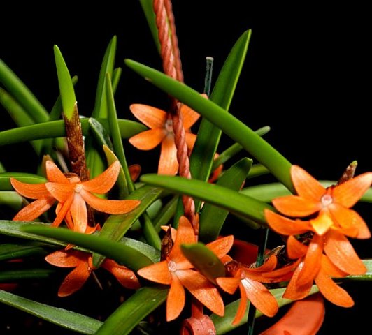 Ceratostylis rubra (retisquama)