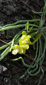 Carica l&#39;immagine nel visualizzatore Galleria, Chiloschista segawae
