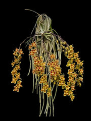 Chiloschista lunifera x parishii