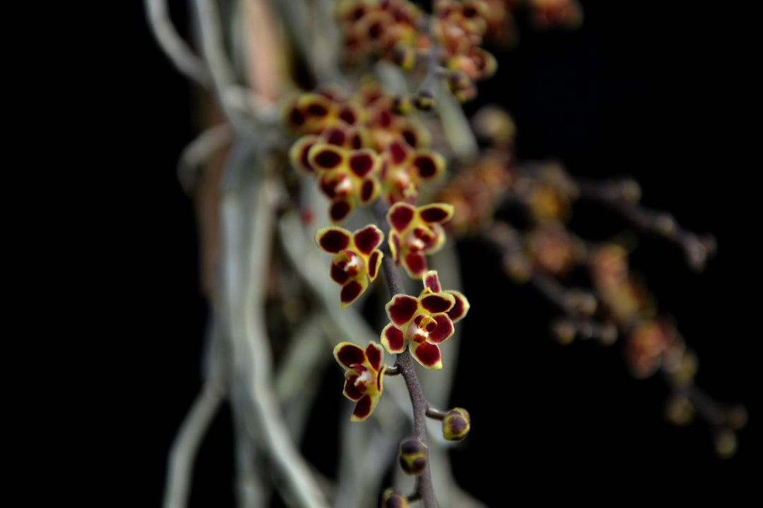 Chiloschista lunifera