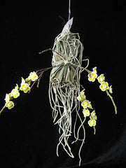 Chiloschista viridiflava