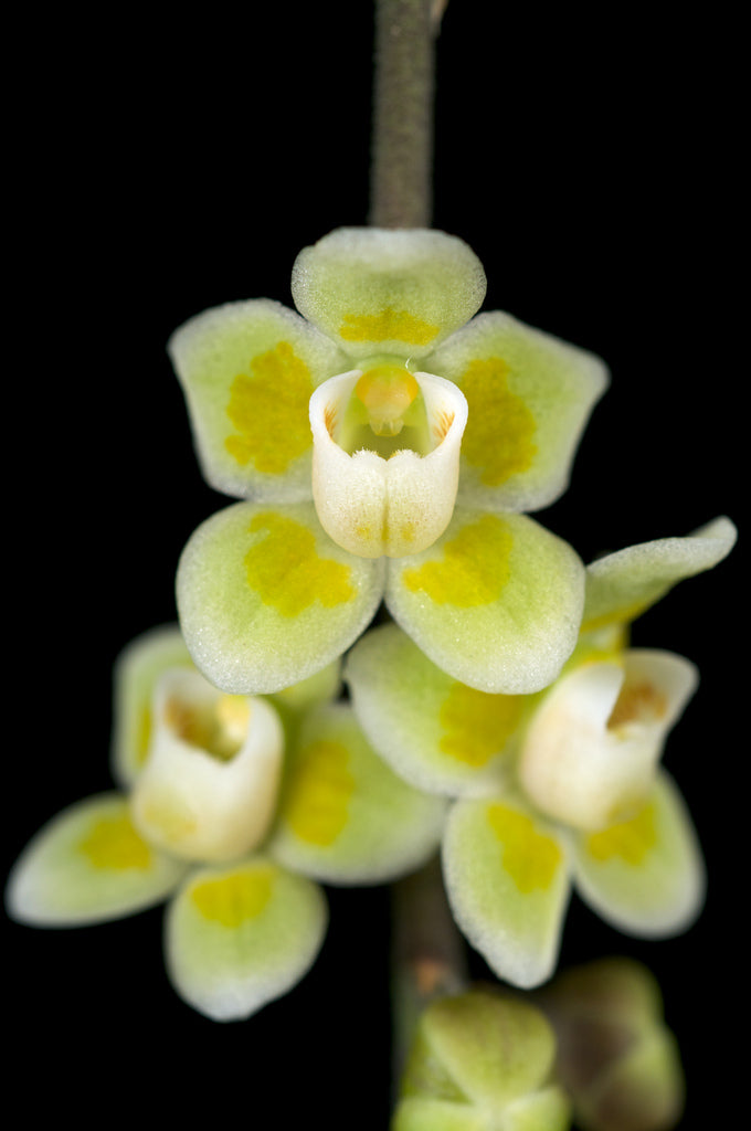 Chiloschista viridiflava