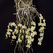 Chiloschista viridiflava 'white border'