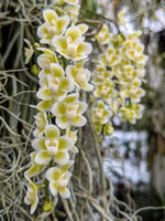 Carica l'immagine nel visualizzatore Galleria, Chiloschista viridiflava 'white border'