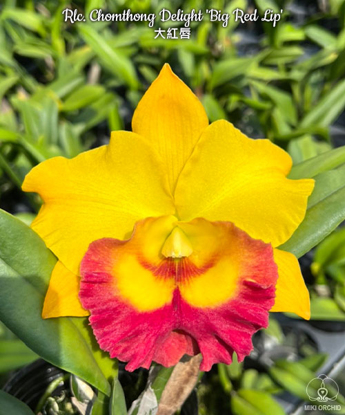 Cattleya Chomthong Delight