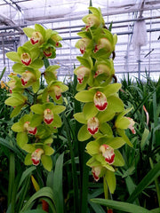 Cymbidium Chopin