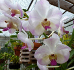 Carica l'immagine nel visualizzatore Galleria, Christieara Luang Prabang (Aer. lawrenciae x Ascda. Tubtim Velvet)