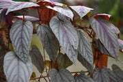 Cissus discolor 'Violet Vine'
