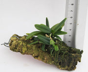 Cleisostoma crochetii