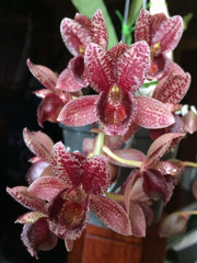 Clowesetum Jumbo Circ (Ctsm. cirrhaeoides × Clo. Jumbo Eden)