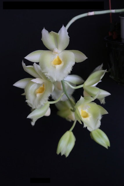 Clowesetum Jumbo Glory 'Jumbo Golden Elf' (Cl. Rebecca Northen × Ctsm. Bound for Glory)