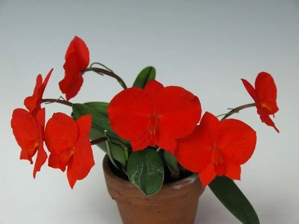 Sophronitis coccinea ('Big One' x 'Hinomaru') 4N GM/WOC  - JAPAN SELECTION