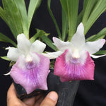 Carica l'immagine nel visualizzatore Galleria, Cochleanthes colori vari