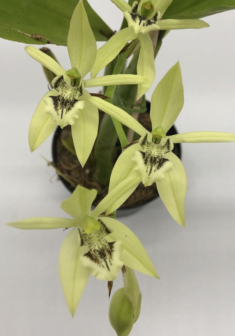 Coelogyne brachyptera