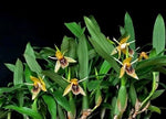 Carica l'immagine nel visualizzatore Galleria, Coelogyne fimbriata
