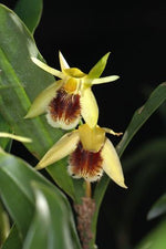 Carica l'immagine nel visualizzatore Galleria, Coelogyne fimbriata