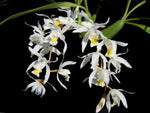Carica l'immagine nel visualizzatore Galleria, Coelogyne glandulosa