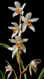 Carica l'immagine nel visualizzatore Galleria, Coelogyne pachystachya