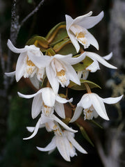 Coelogyne papillosa