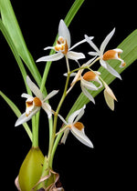 Carica l'immagine nel visualizzatore Galleria, Coelogyne trinervis