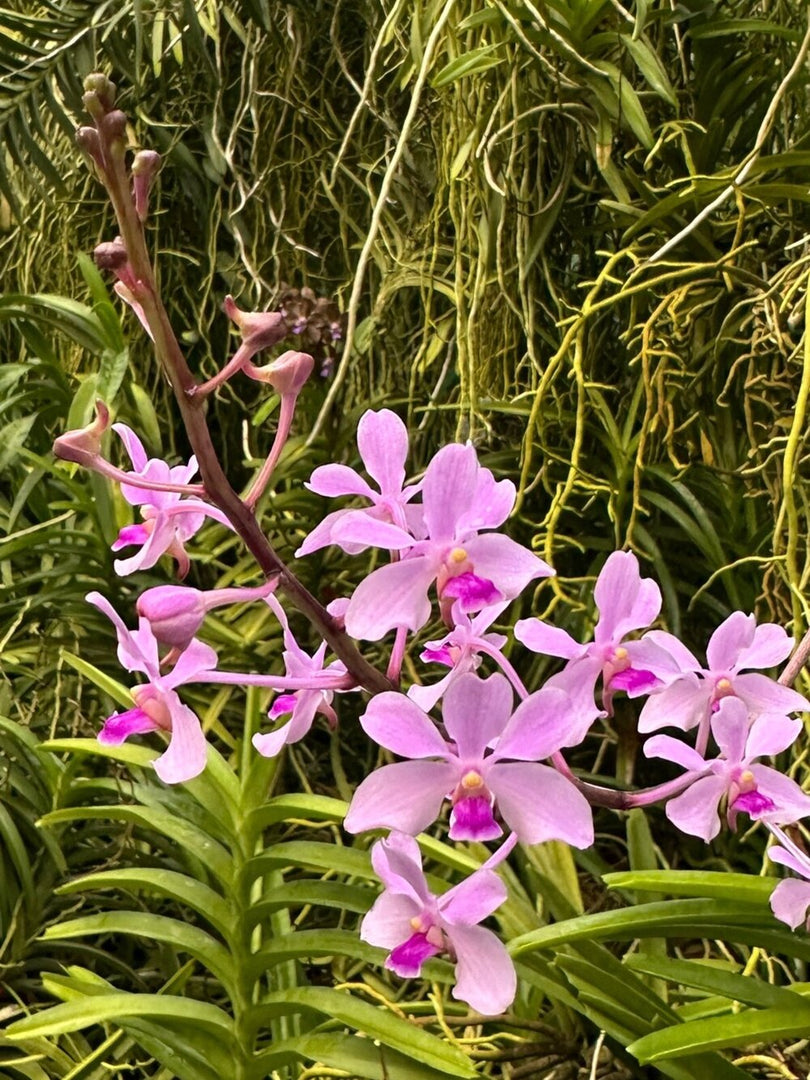 Vanda coerulescens