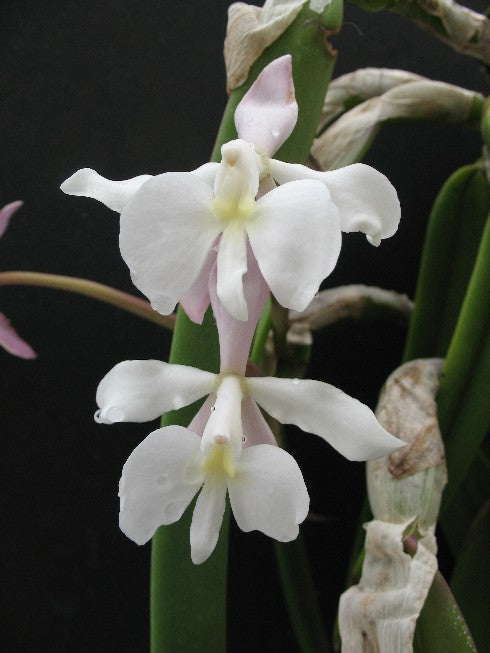 Coilostylis falcata