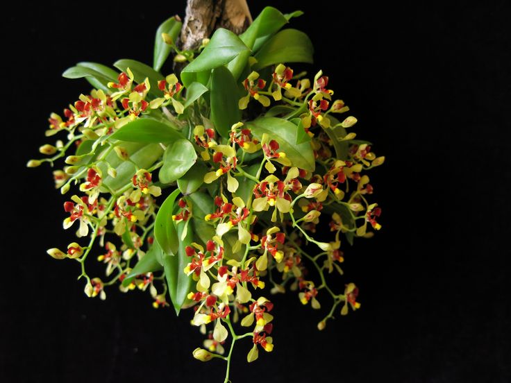 Oncidium coloratum x Baptistonia widgrenii