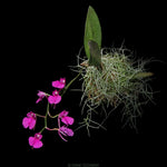 Load image into Gallery viewer, Comparettia falcata