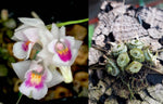 Carica l'immagine nel visualizzatore Galleria, Conchidium extinctorium