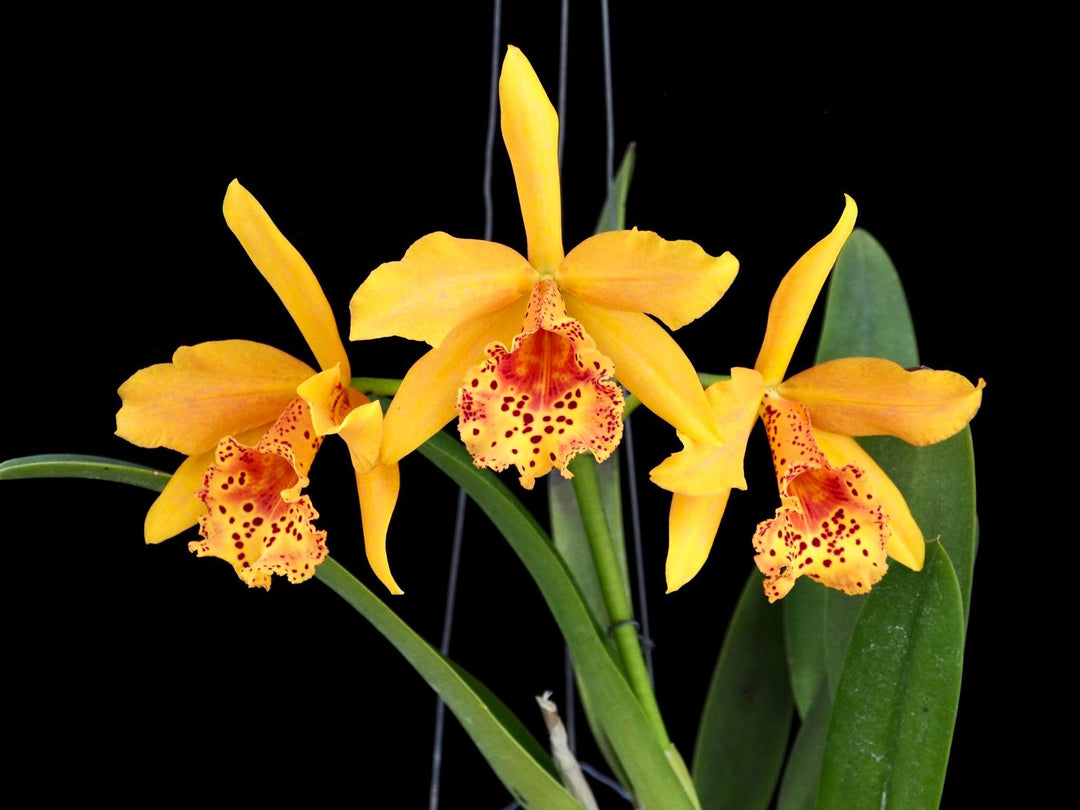 Rhynchobrassoleya Copper Queen 'H&amp;R' (Rlc. Toshie Aoki × Bc. Richard Mueller)