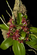 Carica l'immagine nel visualizzatore Galleria, Phalaenopsis cornu-cervi var. red