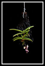 Carica l&#39;immagine nel visualizzatore Galleria, Cleisostoma crochetii
