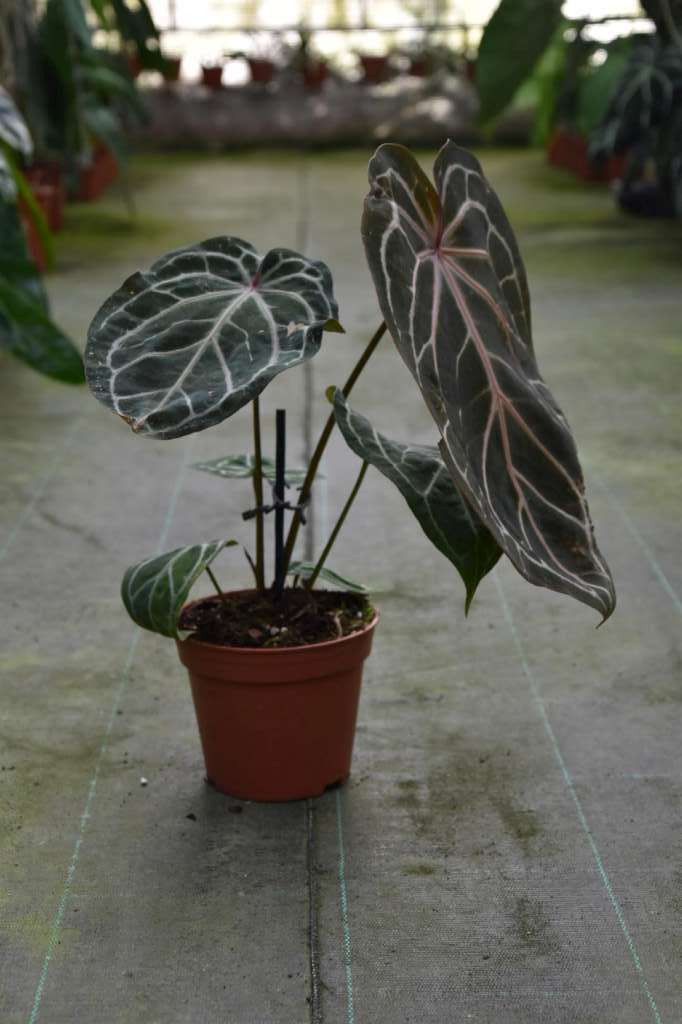 Anthurium crystallinum 'Red'