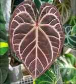 Carica l&#39;immagine nel visualizzatore Galleria, Anthurium crystallinum &#39;Red&#39;
