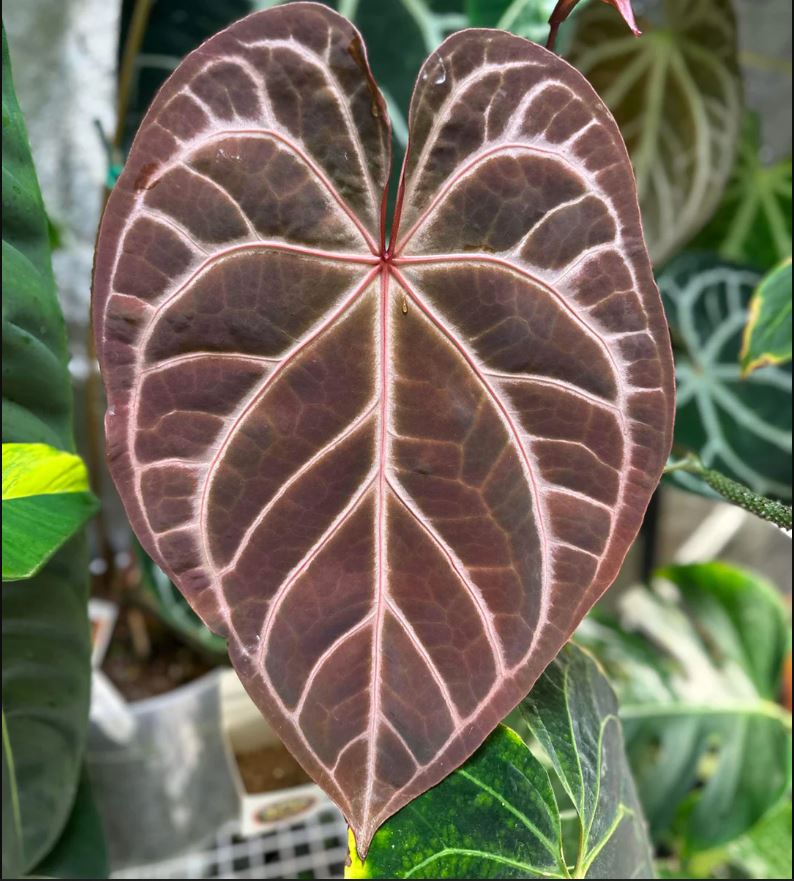 Anthurium crystallinum 'Red'