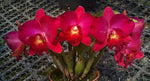 Carica l'immagine nel visualizzatore Galleria, Cattlianthe Red Lantern (Ctt. Dogashima Sunset x Rlc. Shinfong Honey 'Happy New Year')