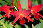 Carica l'immagine nel visualizzatore Galleria, Cattlianthe Jewel Box 'Dark Waters' AM/AOS (Guarianthe aurantiaca × Cattleya Anzac)