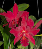 Carica l'immagine nel visualizzatore Galleria, Cattlianthe Jewel Box 'Dark Waters' AM/AOS (Guarianthe aurantiaca × Cattleya Anzac)